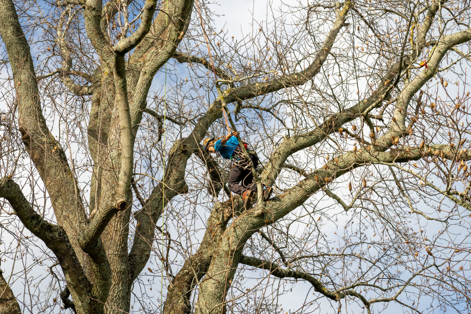 Top 3 Underrated Arborist Services That Require a Professional | tree service baltimore county md | Keil tree Experts