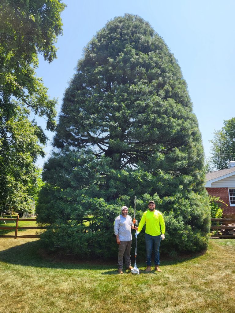 Keil Tree Experts | tree removal in baltimore county