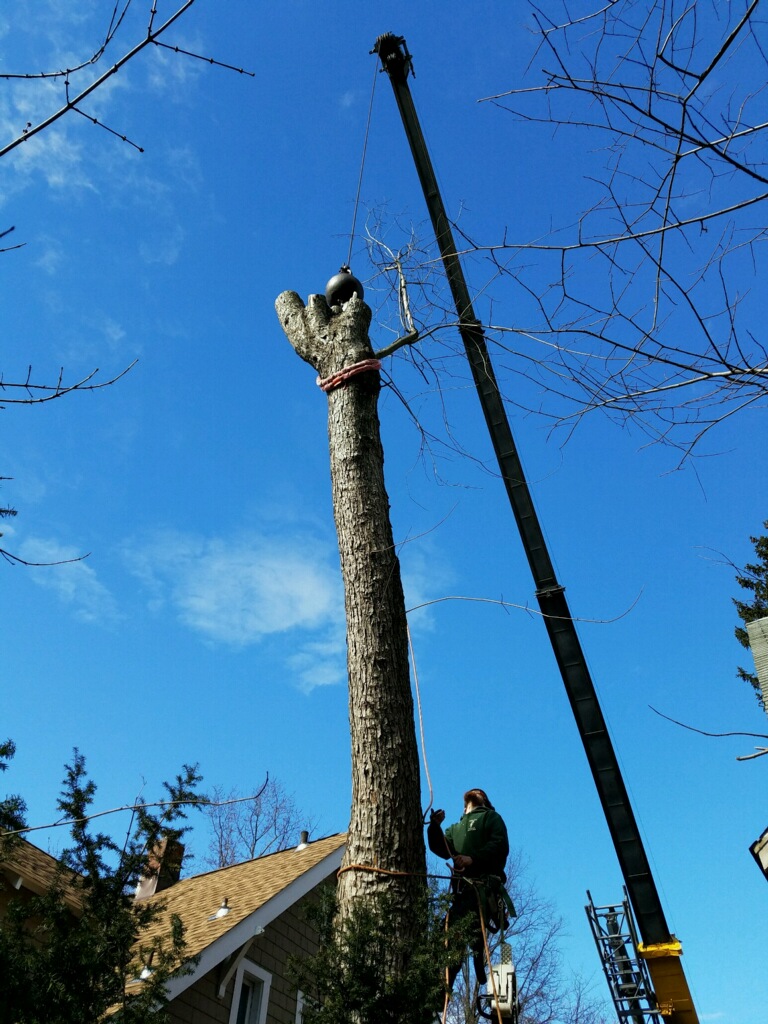 Keil Tree Experts | tree removal in baltimore county